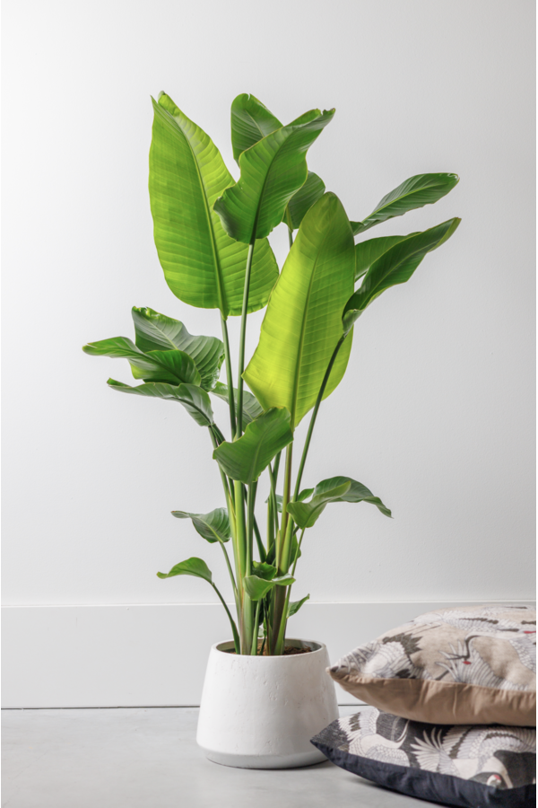 Strelitzia Nicolai L