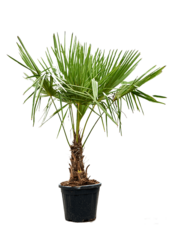 Trachycarpus Palma wachlarzowa L