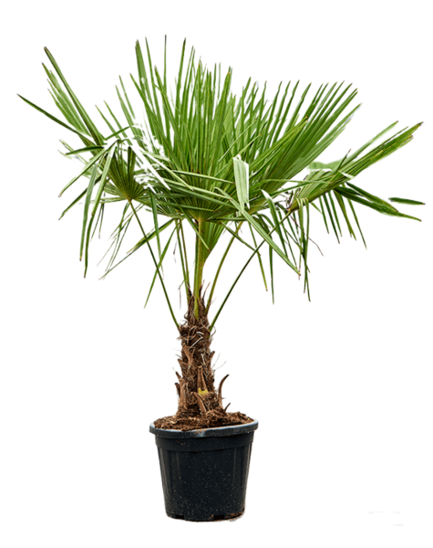 Trachycarpus
