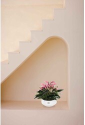 Anturium stołowe Fioletowe