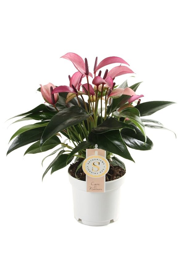 Anthurium Zizou S