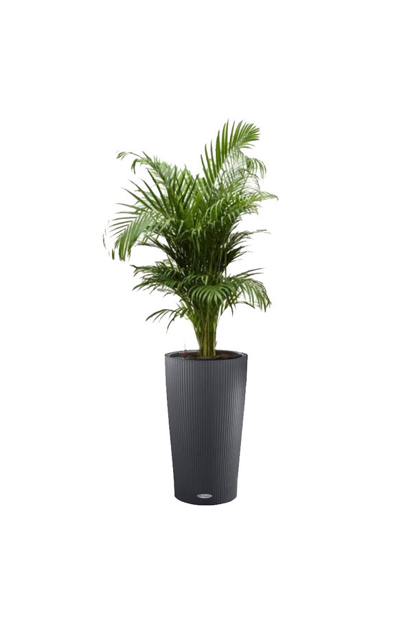 Palma złota w doniczce samonawadniającej