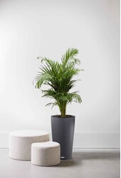 Palma złota w doniczce samonawadniającej