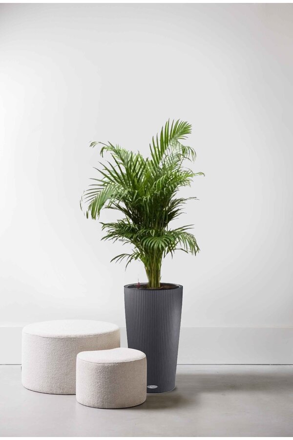 Złota palma w doniczce z automatycznym nawadnianiem