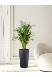 Złota palma w doniczce z automatycznym nawadnianiem