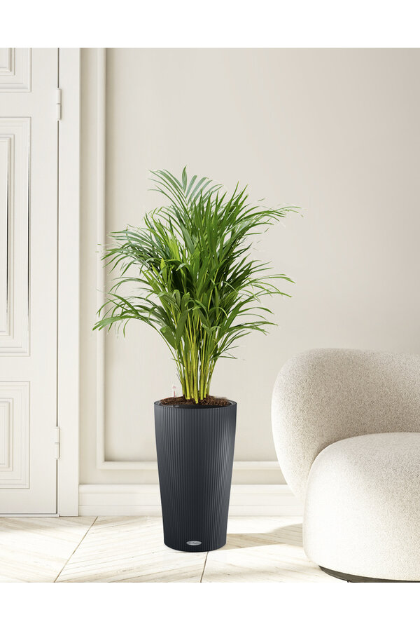 Palma złota w doniczce samonawadniającej