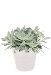 Starzec Mountain Fire w B.for Soft