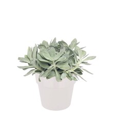 Elho Elho | Senecio