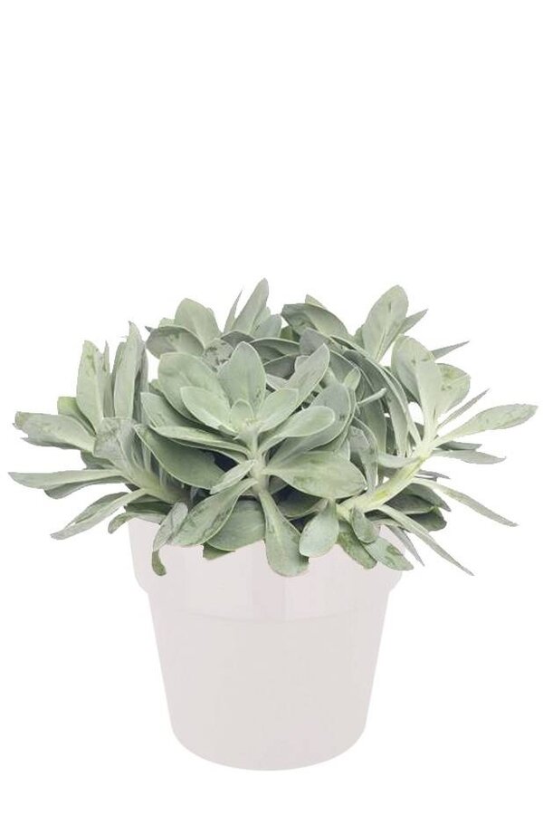 Mountain fire kruiskruid w B.for Soft