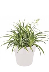 Zielistka Ocean w B. for Soft