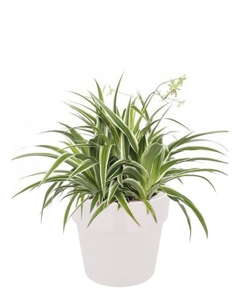 Elho Elho | Chlorophytum