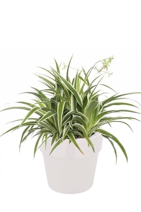 Zielistka Ocean w B. for Soft