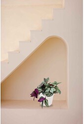 Trzykrotka Czerwona in B. for Soft