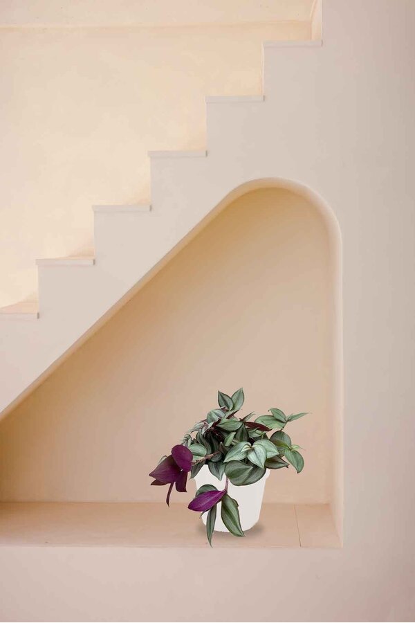 Trzykrotka Czerwona in B. for Soft