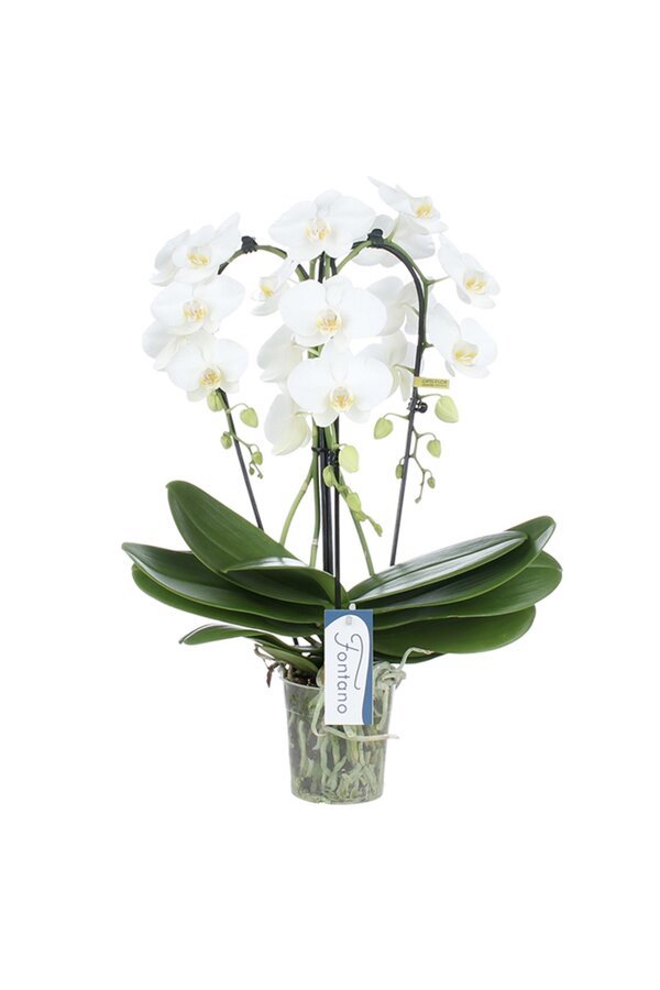 Orchidea Fontano Bellagio