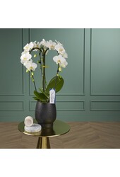 Orchidea Fontano Bellagio