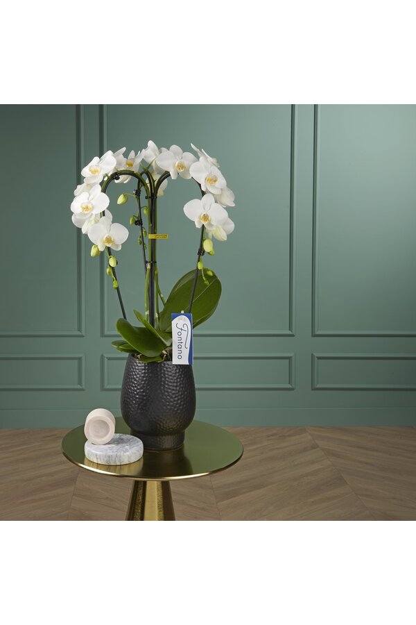 Orchidea Fontano Bellagio