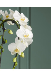 Orchidea Fontano Bellagio