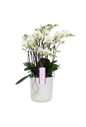 Orchidea Bellissimo Bella Umbria White