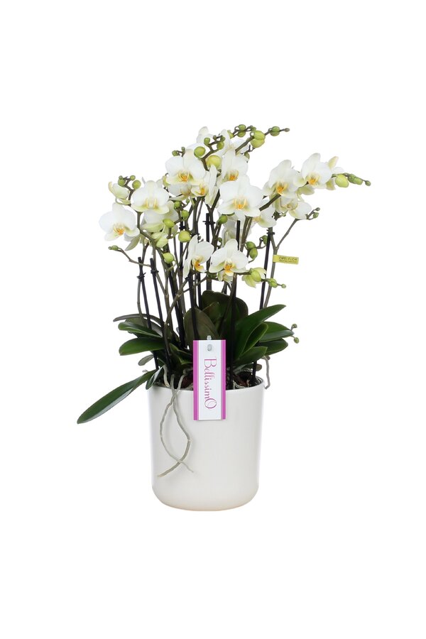 Orchidea Bellissimo Bella Umbria White