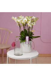 Orchidea Bellissimo Bella Umbria White