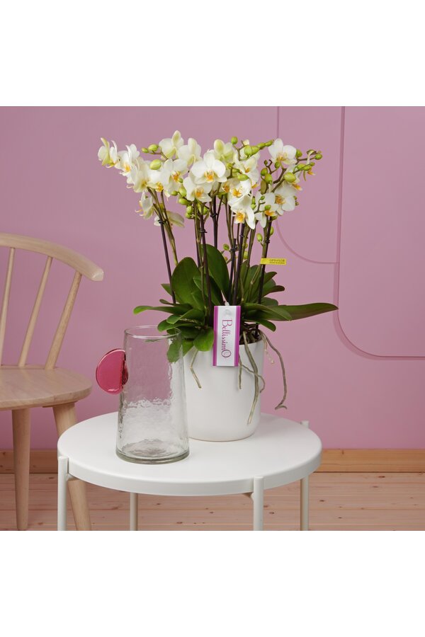 Storczyk Bellissimo Bella Umbrie White