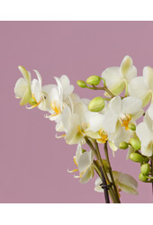 Orchidea Bellissimo Bella Umbria White