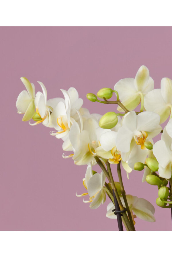 Orchidea Bellissimo Bella Umbria White