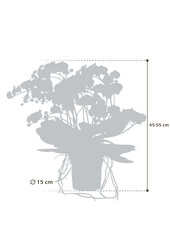 Storczyk Bellissimo Bella Umbrie White