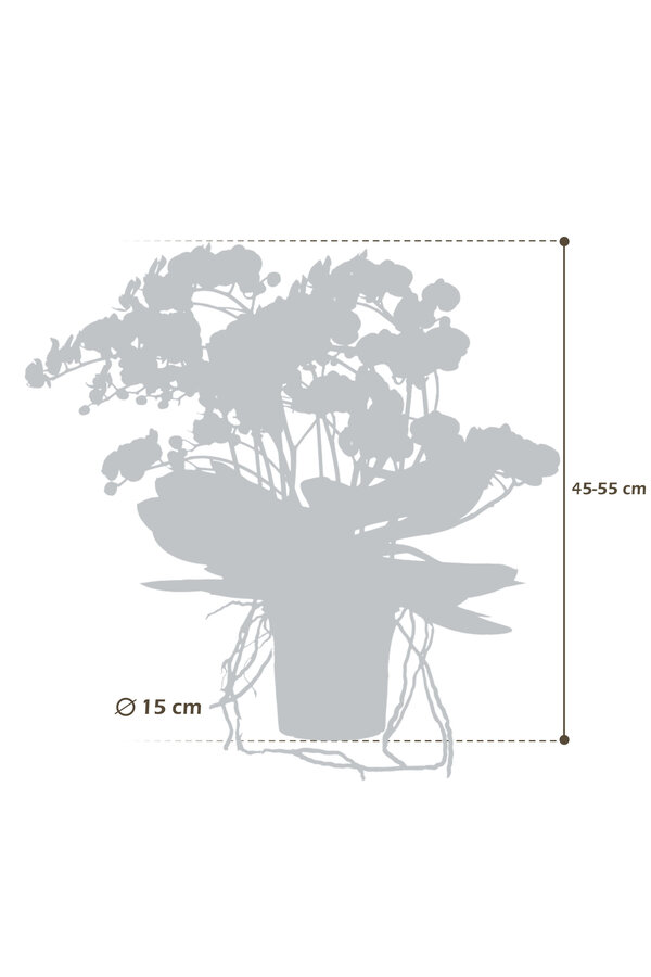 Storczyk Bellissimo Bella Umbrie White