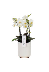 Orchidea Boquetto Beauty Molise White