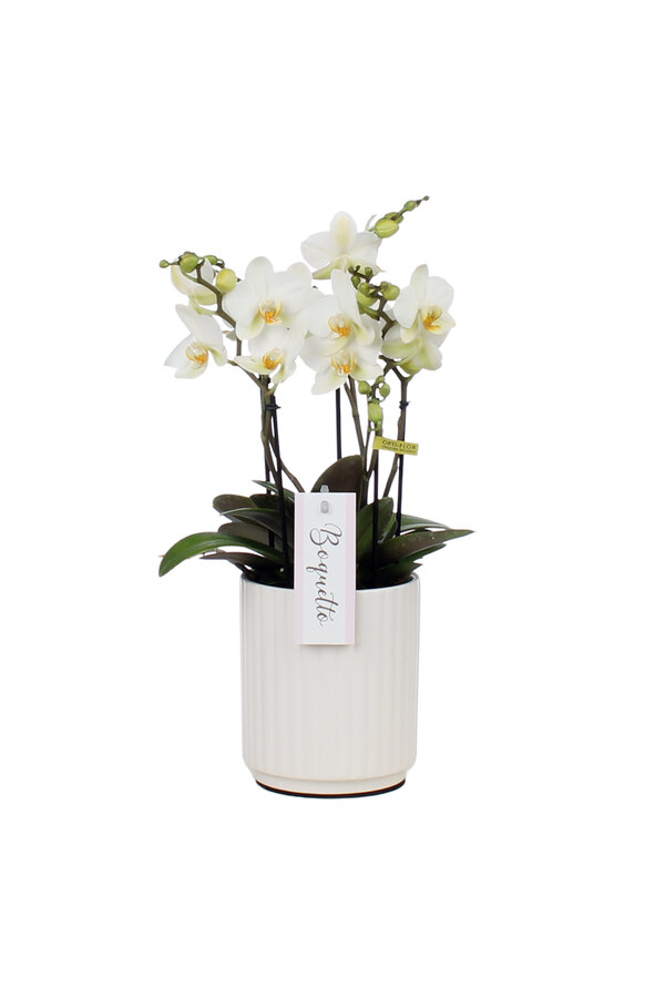 Orchidea Boquetto Beauty Molise White