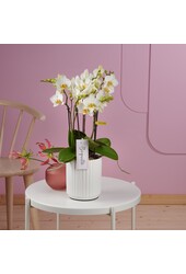 Orchidea Boquetto Beauty Molise White