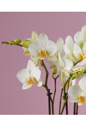Orchidea Boquetto Beauty Molise White