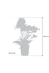 Orchidea Boquetto Beauty Molise White