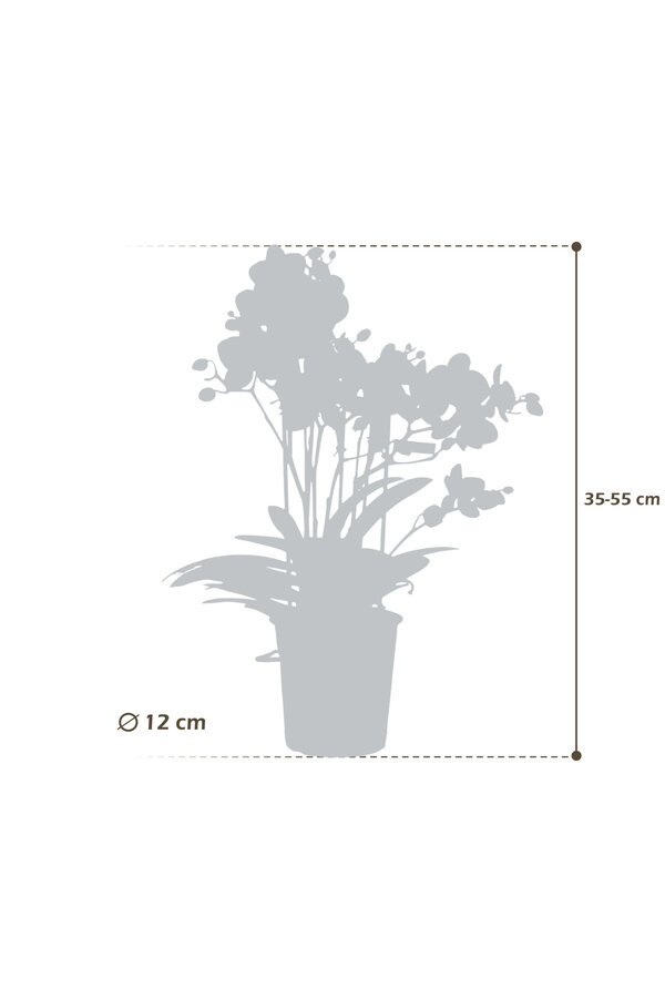 Orchidea Boquetto Beauty Molise White