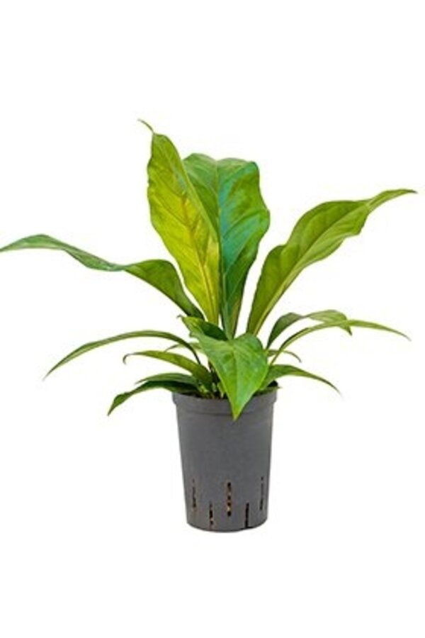 Hydroplant Anthurium Jungle Bush Small