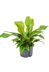 Hydroplant Anturium Jungle Bush Large