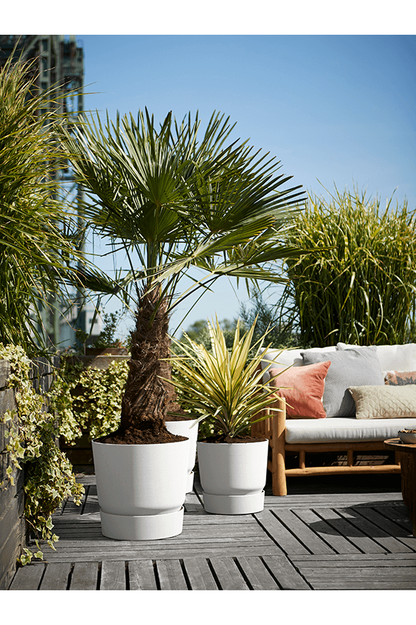 Greenville około XL