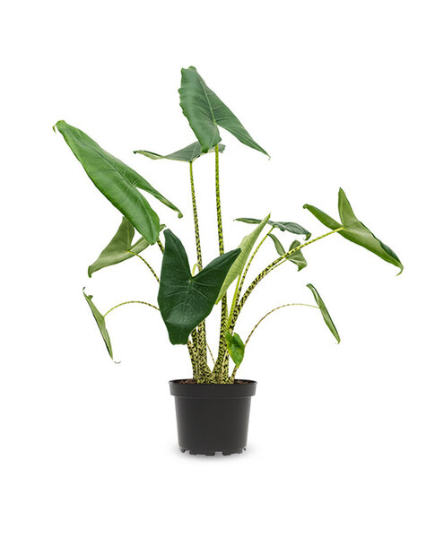Alocasia