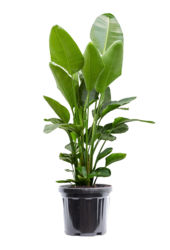 Strelitzia Nicolai XL