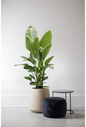 Strelitzia Nicolai XL