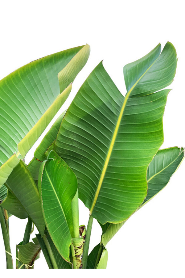 Strelitzia Nicolai XL