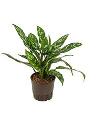 Roślina hydroponiczna Aglaonema Maria