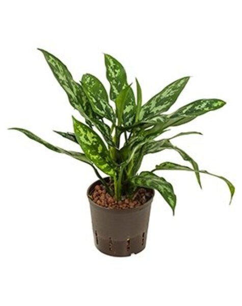 Roślina hydroponiczna Aglaonema