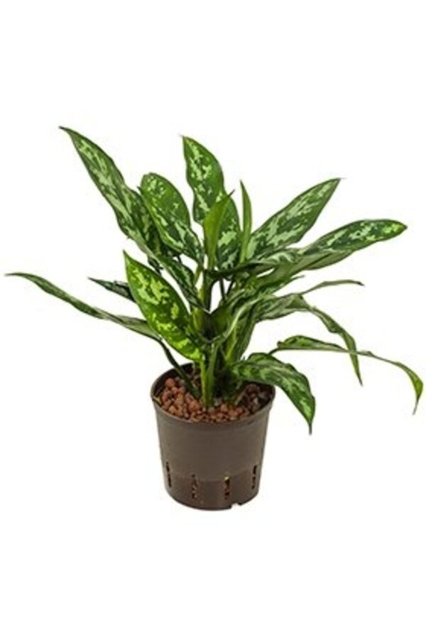 Roślina hydroponiczna Aglaonema Maria