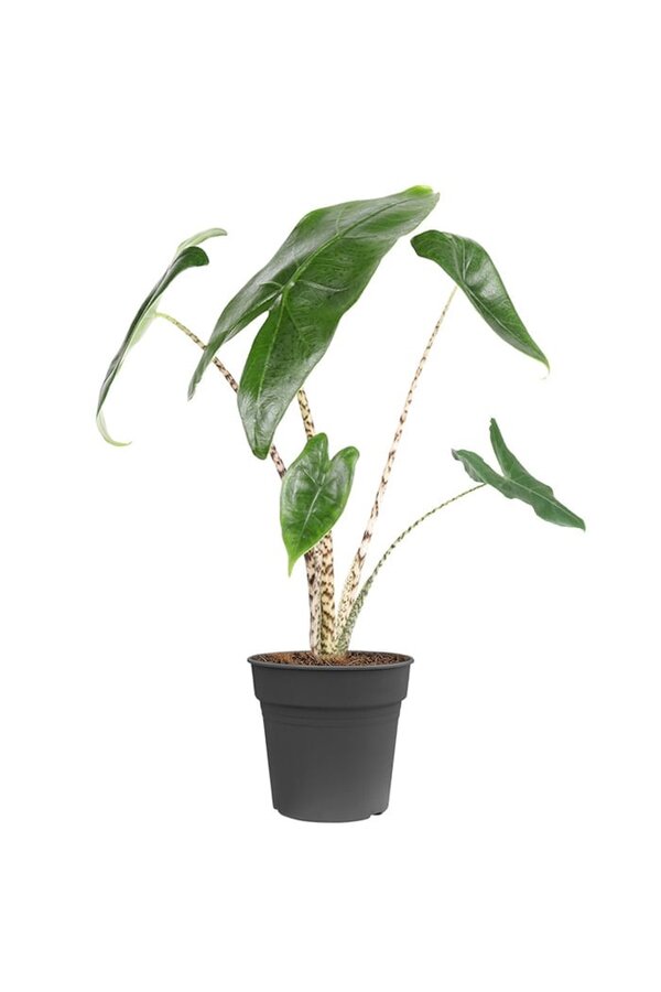 Alocasia Zebrina XS