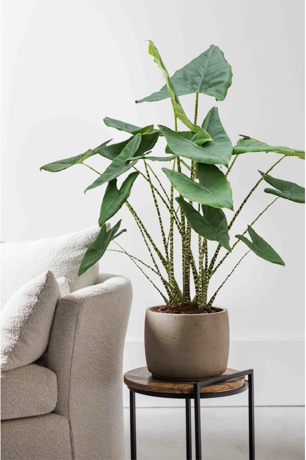 Alocasia Zebrina L