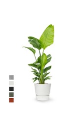 Strelitzia nicolai w doniczce greenville