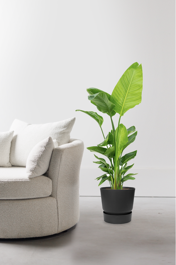 Strelitzia nicolai w doniczce greenville